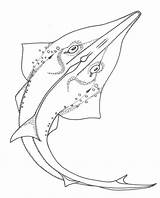 Guitarfish Fish Giant Back Sbk Sketch sketch template