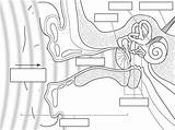 Ear Diagram Worksheet Parts Anatomy Human Label Blank Sound Ears Drawing Waves Science Labeling Google Unlabelled Worksheeto Life Explore Via sketch template