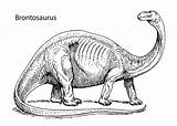Brontosaurus 4kids Apatosaurus sketch template