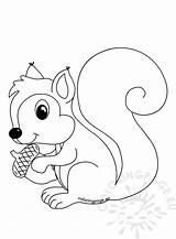 Squirrel Coloring Acorn Coloringpage Creature sketch template