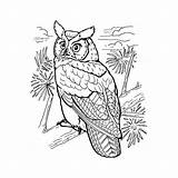 Hibou Coloriage Owl Duc Gufo Hiboux Reale Oehoe Buho Owls Horned Malvorlage Uhu Kleurplaat Americano Coloriages Amerikaanse Buhos Dibujar Dificil sketch template