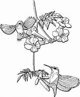 Nectar Hummingbirds Designlooter sketch template
