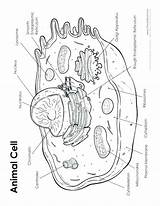 Getcolorings Photosynthesis Colorings Getdrawings Nucleus Prokaryotic Eukaryotic sketch template