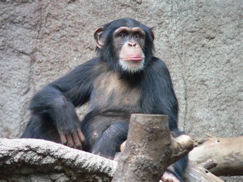 gewoehnlicher schimpanse