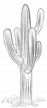 Kaktus Saguaro Ausmalbild Kandelaber Ausmalbilder Kategorien Pobarvanke Supercoloring sketch template