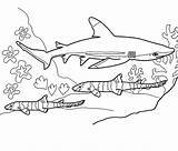 Rechin Colorat Planse Desene Sharks sketch template