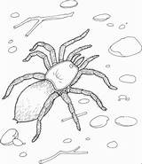 Spider Tarantel Tarantula Spinne Colorare Ragno Ausmalbild Redback Bestcoloringpagesforkids Malvorlagen Disegni Malvorlage Titel Designlooter Kategorien sketch template