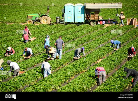 Mexican Migrant Workers Pick Strawberries In Strawberry Fields Near
