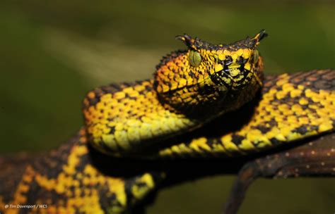 matildas horned viper  snake species discovered  tanzania  huffpost