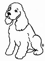 Spaniel Cocker Coloring sketch template