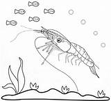 Shrimp Coloring Pages Cool Cute Kids sketch template