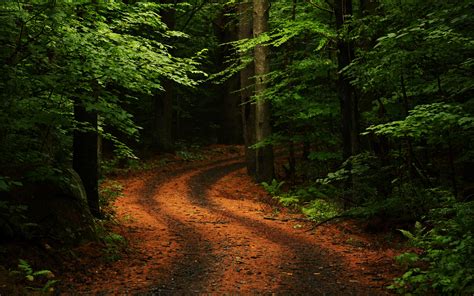 small road   forest