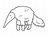 Coloring Furry Anteater Pages Anteaters Coloringcrew sketch template
