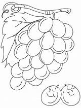 Grapes Weintrauben Fruits Uvas Grape Onlinecoloringpages Malvorlagen sketch template