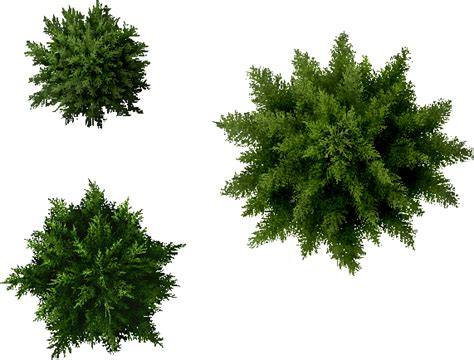 Conifers0 Png 571×434 Озеленение фасада Растения Ландшафт