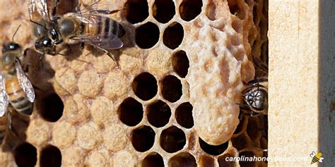 queen cells   beehive   happen carolina honeybees