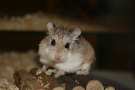 file cute roborovski hamster wikipedia