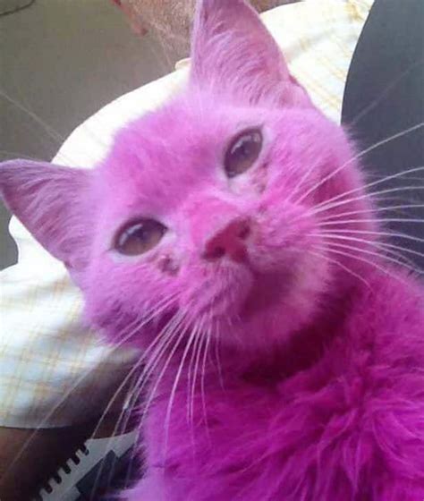 pink dyed  distressed kitten rescued