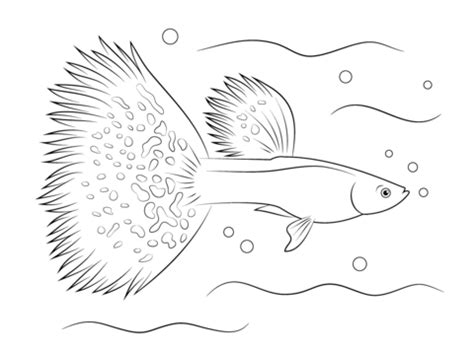 guppy coloring page  printable coloring pages fish coloring