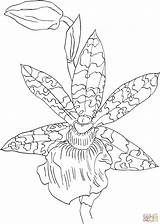Orchid Coloring Zygopetalum Helen Ku Pages Colorear Para Dibujos Dibujo Supercoloring Printable Dibujar Imprimir Flores Drawing Una Clipart Silhouettes Gratis sketch template