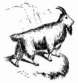 Goat Mountain Coloring Pages Fluffy Grass Eating sketch template