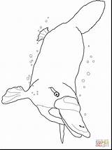 Realistic Dolphins Getdrawings Jumping sketch template