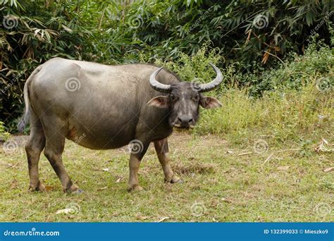 vietnamese water buffalo stock image image  head