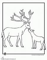 Deer Kleurplaat Reh Hirsch Hert Kleurplaten Herten Bestcoloringpagesforkids Mammals Ausmalbild Malvorlagen sketch template