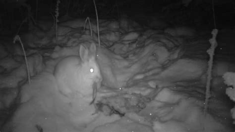 Sorry Bunny Lovers Snowshoe Hares Eat Meat — Including Other Hares
