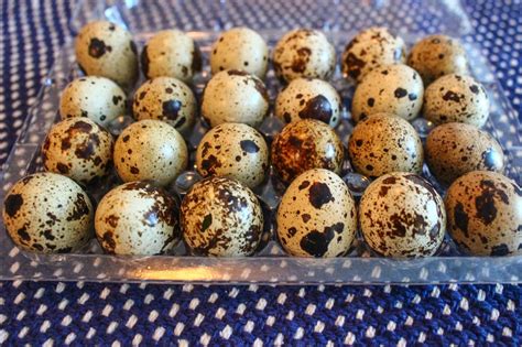 cannundrums quail eggs