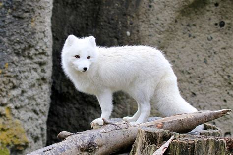 Furry Arctic Fox Photograph By Athena Mckinzie
