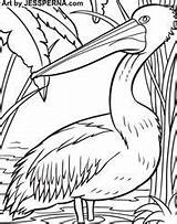 Pelican Coloring Pages Colouring Illustrator Hire Pelicans Visit Drawing Bird Artist Books sketch template