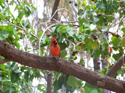 create  backyard bird sanctuary interior design inspiration