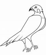 Hawk Coloring Pages Printable Categories sketch template
