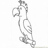 Beak Coloring Parrot Drawing 650px 32kb Getdrawings sketch template