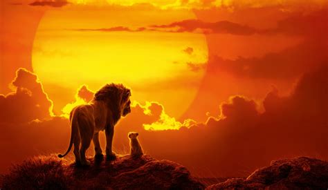 lion king  hd wallpapers background images