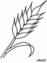 Wheat Coloring Pages Printable Choose Board First sketch template