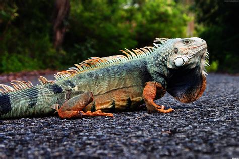photo wild iguana animal iguana jungle   jooinn