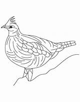 Grouse Coloring Drawing Pages Ruffed Heavily Built Pheasant Animal Getdrawings sketch template