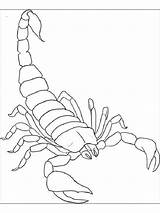 Scorpion Scorpio Gaddynippercrayons Scorpions Poisonous sketch template