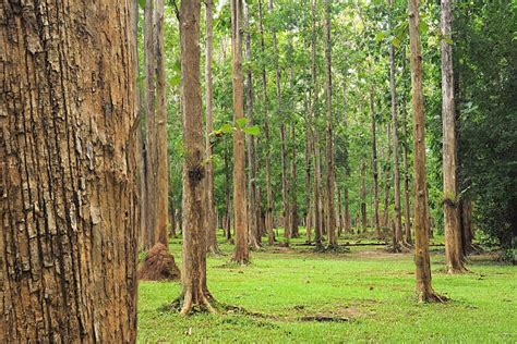 teak hout stock  pictures royalty  images istock