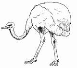 Avestruz Ostrich Animales Dibujo Bestcoloringpagesforkids sketch template