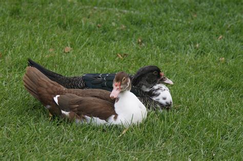 What Sex Are My 5 Months Old Muscovy Ducks Backyard Chickens Learn