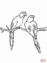 Coloring Pages Two Parakeets Parakeet Budgie Printable Colorings Color Birds sketch template