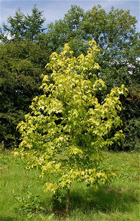 10 of the best trees for small gardens life and style the guardian