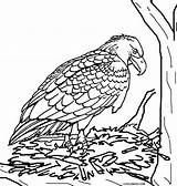 Eagle Coloring Pages Falcon Peregrine Baby Printable Kids Cool2bkids Print Little Eagles Color Getcolorings Birds Col sketch template