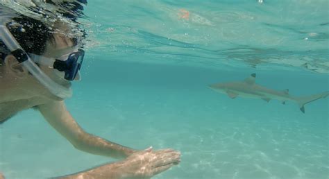 moorea frans polynesie zwemmen met haaien en roggen tijdens het snorkelen nomad bento