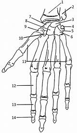 Hand Bones Anatomy Human Skeleton Coloring Skeletal Physiology Bone Worksheet Carpals Names Arm Body System Practice Diagram Label Book Skull sketch template