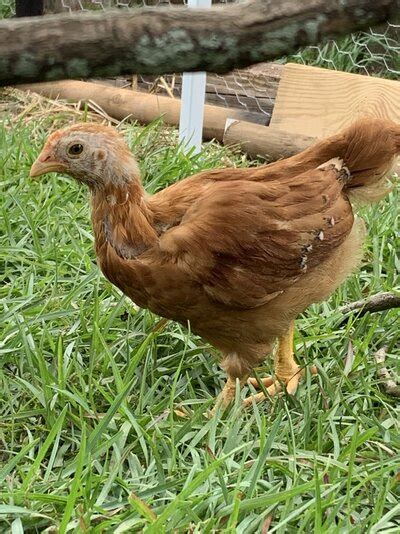 golden comet pullet backyard chickens learn how to raise chickens