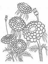 Coloring Marigold Pages Flower Marigolds Flowers Designlooter Kids Recommended Printable 85kb 1000px sketch template